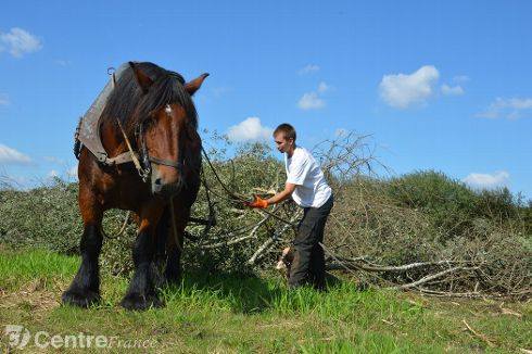 How Much Is An Ardennes Horse